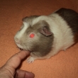 Rebe�ka - 10.3.2015 m� j� p�ivezli veterin��ky z veterin�rn� kliniky Grinvet, kde jim j� n�kdo nechal v �ek�rn� je�t� s dal��mi 4mi mor��tky. Byly to 3 v�t�� sami�ky a 2 mal� br�kov�. V�ichni m�li svrab a u jedn� jsem �asem zjistila, �e je b�ez�. Rebe�ka