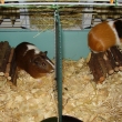 pche, j� tak� m��u nahoru, ale vystr��m na tebe prdku :)