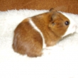 �. 3 - kluk - narozen 6.6.2010 -  porodn� v�ha 90g - (��rka -  bydl� jinde)